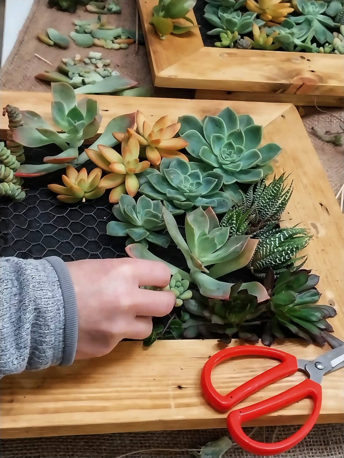 succulent planter frame Succulent Wall Frame Gift Card – Elderflower Nursery
