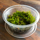 Moss - Mixed Tub 10cm