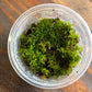 Moss - Mixed Tub 10cm