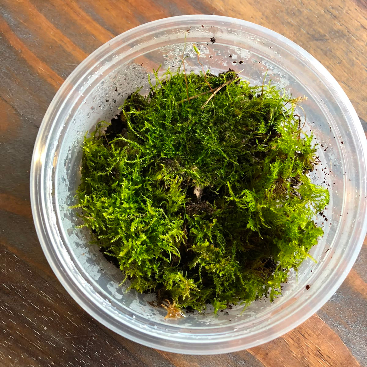 Moss - Mixed Tub 10cm