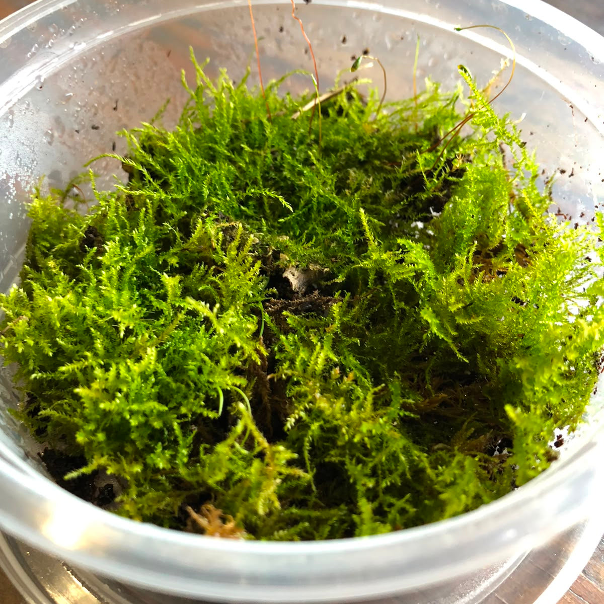 Moss - Mixed Tub 10cm