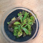 Carniverous Terrarium Workshops 2026 | Wynberg - Elderflower Creative