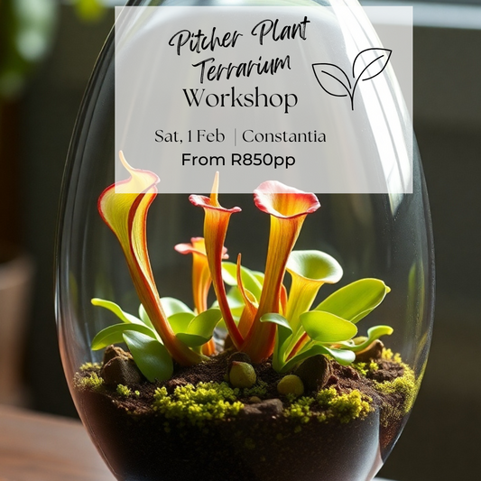 Pitcher Plant Terrarium | Courtyard 53 - Elderflower Nursery | Sat, 1 Feb  | 2:00 pm