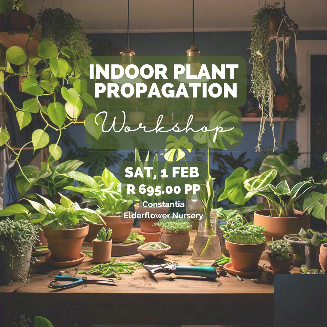 Indoor Plant Propagation  | Courtyard 53 - Elderflower Nursery | Sat, 1 Feb  | 10:00 am